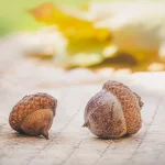 acorns on parchment