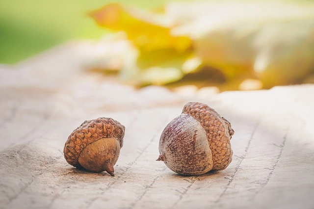 acorns on parchment