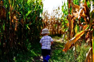Maize: An Ancient Grain That Keeps Getting Younger