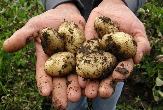 potatoes from chips to chuno